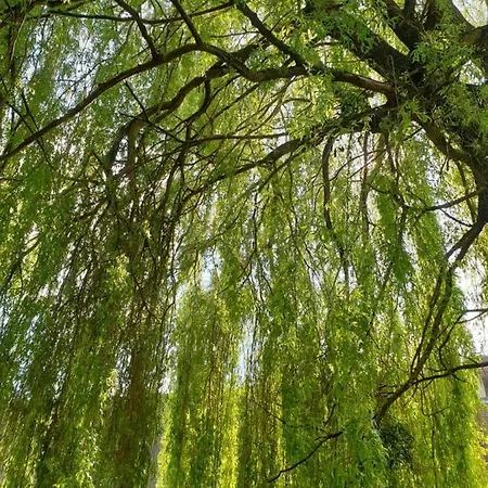 维鲁克斯普利斯尔住宿加早餐旅馆 3*